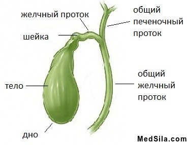 Анатомия желчного пузыря и желчевыводящих путей.
